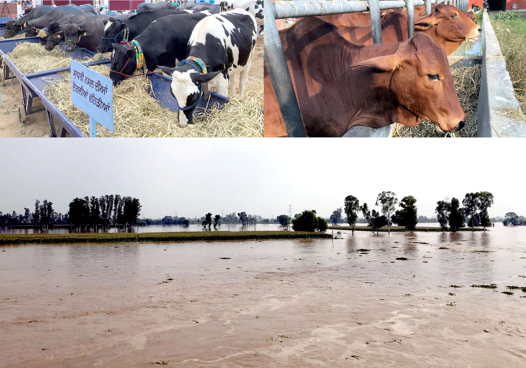 Veterinary University issues guidelines for animal care during floods.
